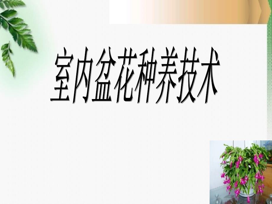 盆花种养技术课件-PPT_第1页