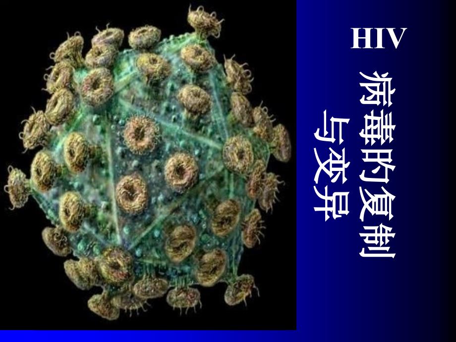 HIV病毒的复制和变异_第1页