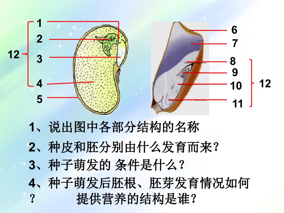 根的结构和类型-PPT_第1页