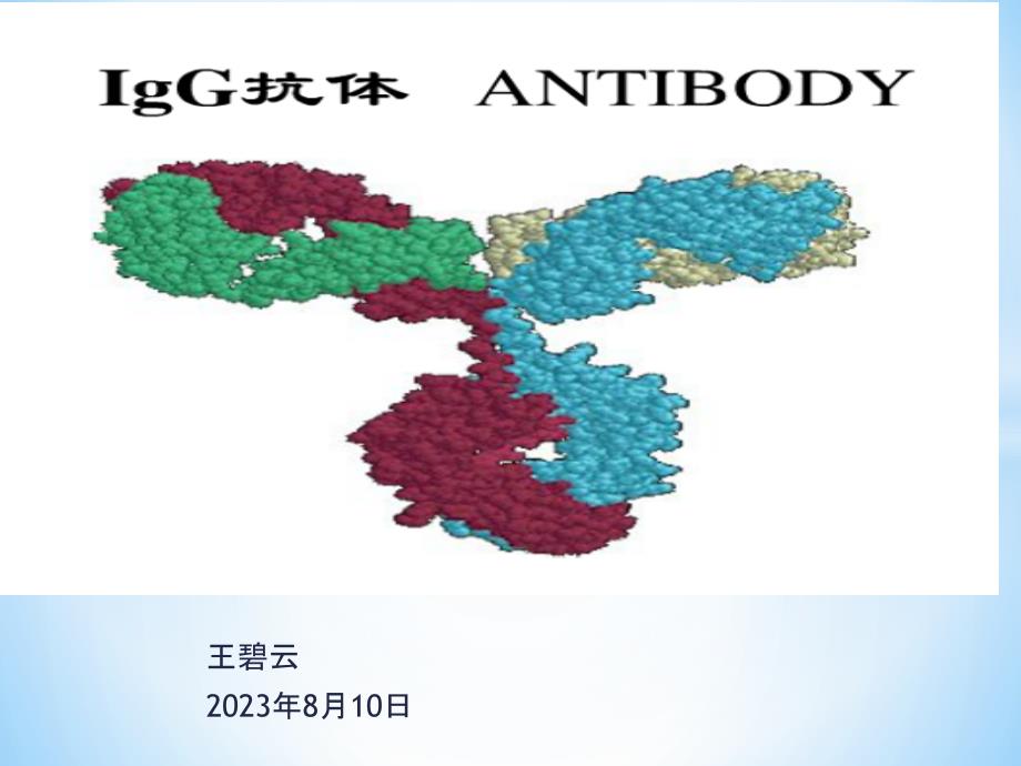 IgG抗体分子结构_第1页