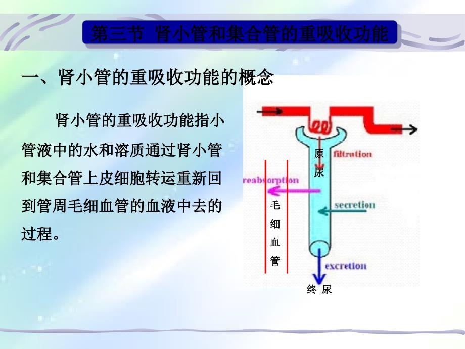 生理学-第八章--肾脏生理-重吸收和分泌功能ppt_第1页