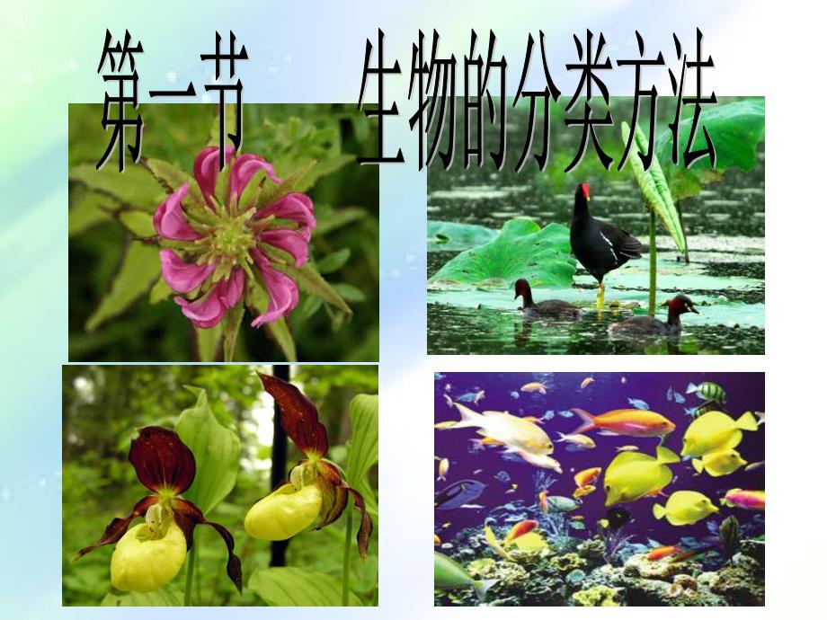 生物的分类方法-PPT_第1页