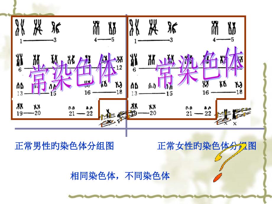 伴性遗传PPT课件_第1页