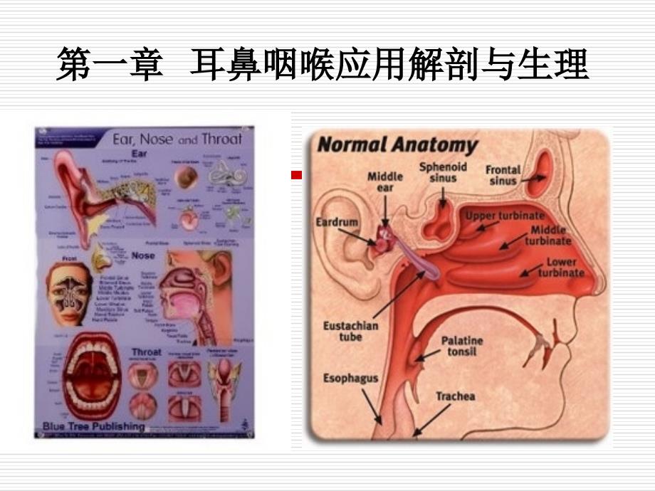 耳鼻喉的生理解剖_第1页