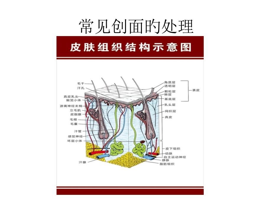 常见创面的处置_第1页