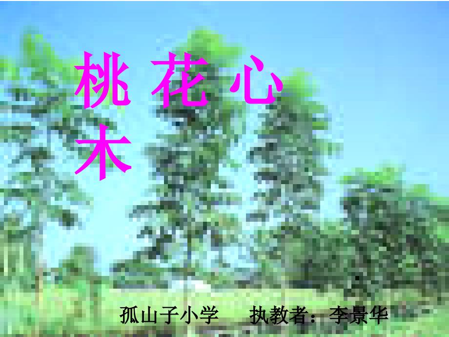 《桃花心木》课件_第1页