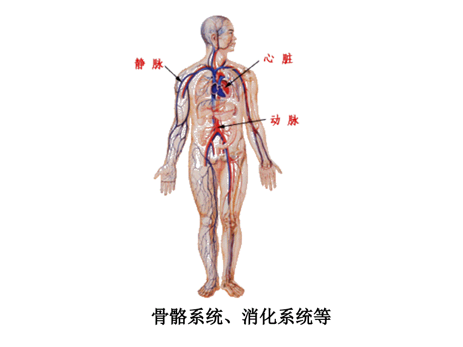 （整理）事物是普遍联系的（1课时）_第1页