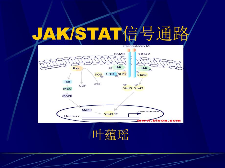 叶蕴瑶--JAKSTAT通路_第1页