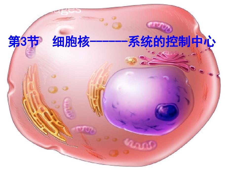 细胞核系统的控制中心课件_第1页