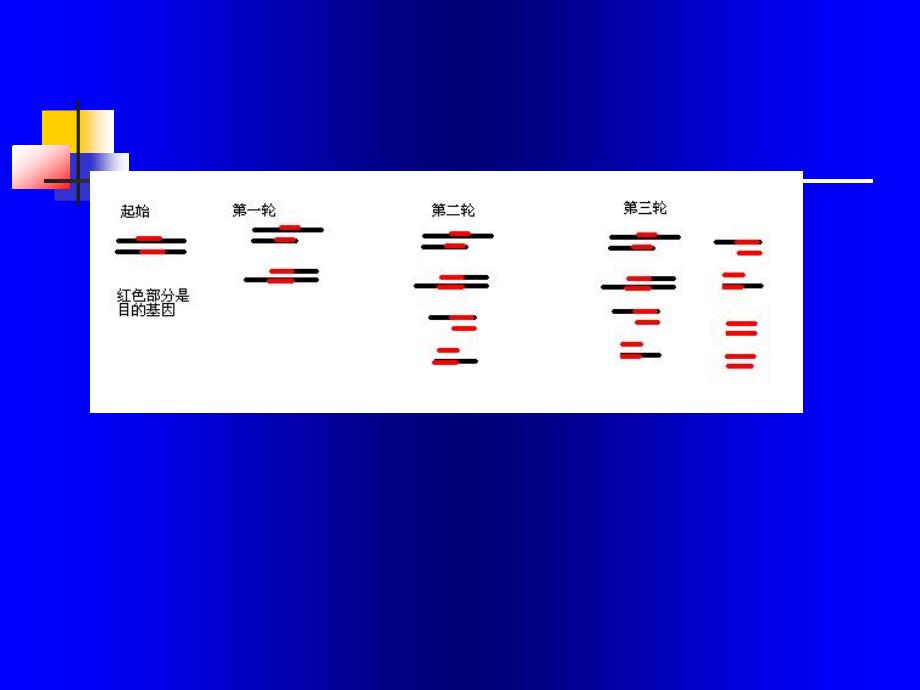 人教版高中生物选修一课件专题五课题二：多聚酶链式反应扩增DNA片段（共36张PPT）_第1页