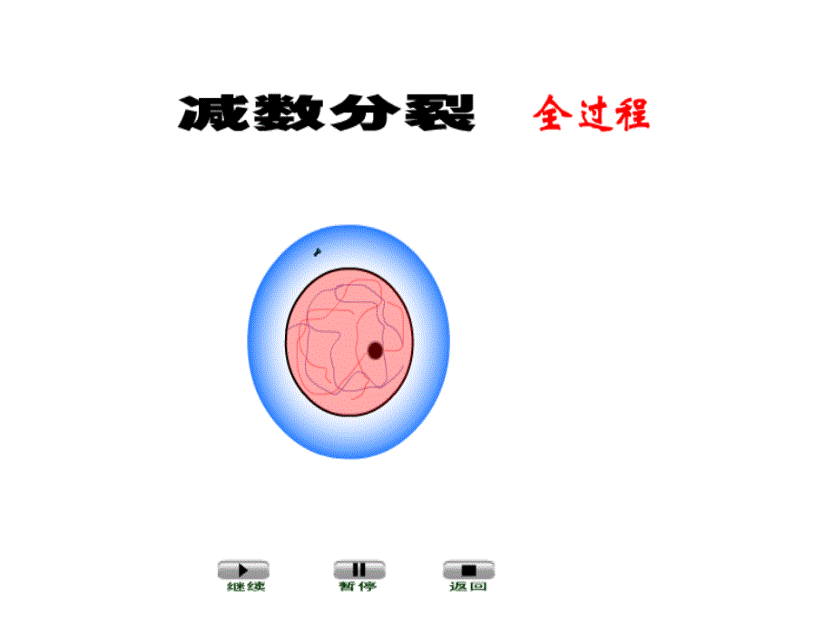 减数分裂过程动画_第1页