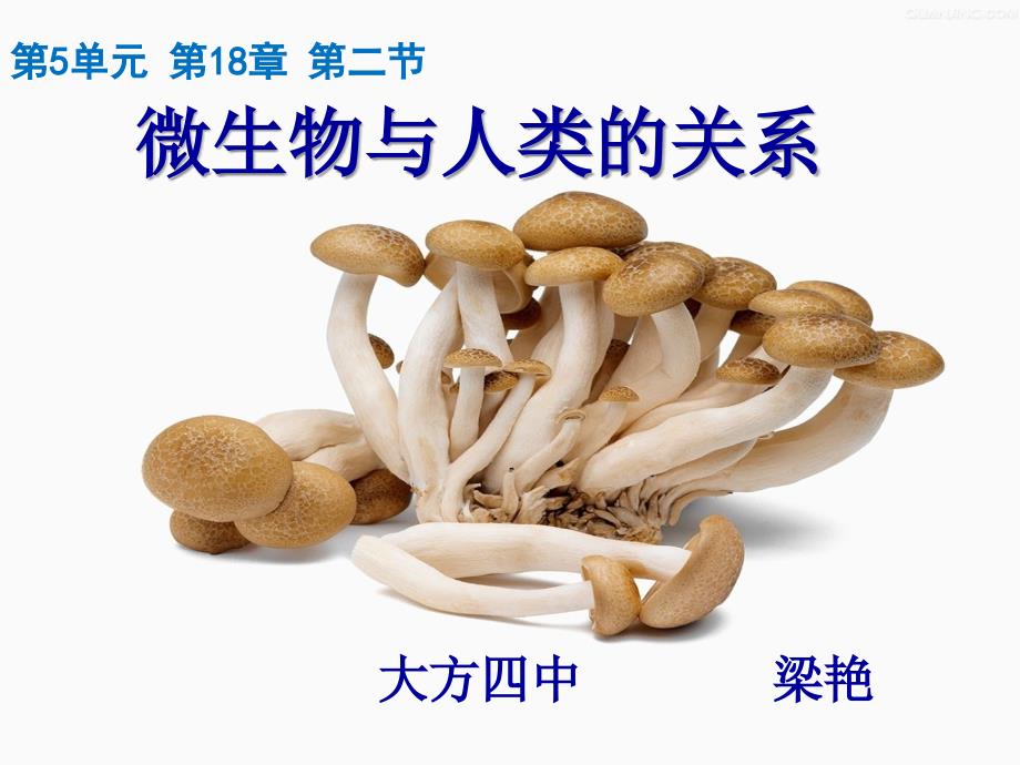 微生物与人类关系（修改后）_第1页