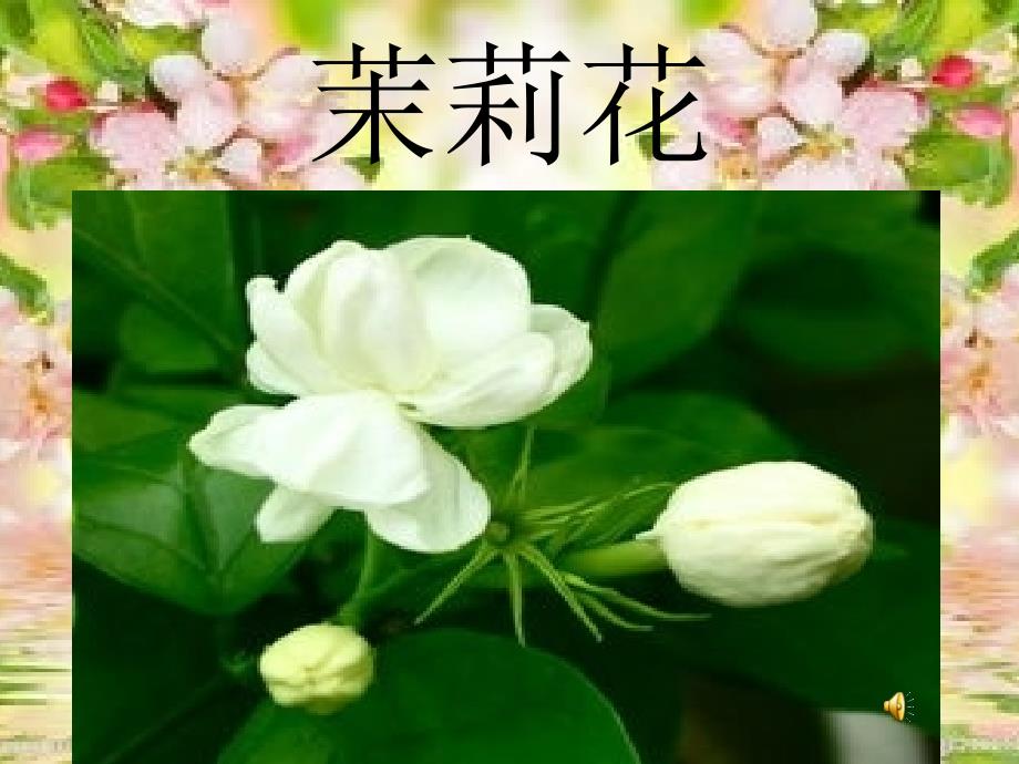 教案音乐茉莉花_第1页