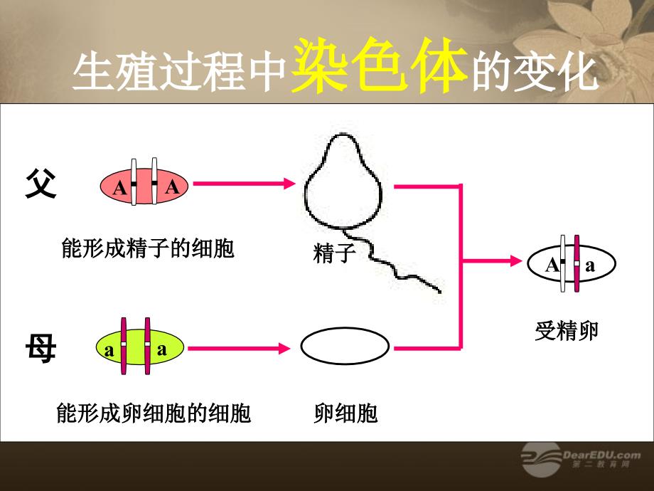 八年级生物下册 第七单元 第二章生物的遗传和变异第三节基因的显性和隐性课件 新人教版_第1页