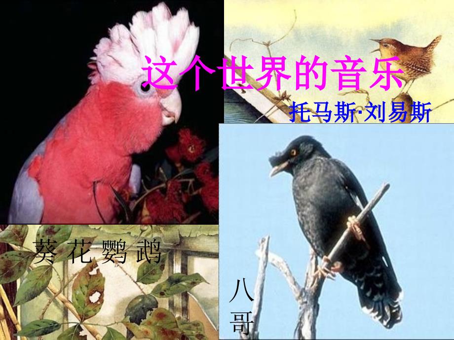 高一语文下册《这个世界的音乐》课件 人教版第二册_第1页