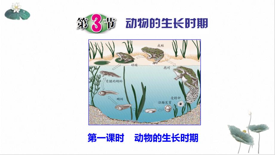 浙教版七级下册第一章动物的生长期课件_第1页