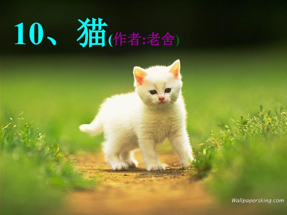 老舍《猫》课件_第1页