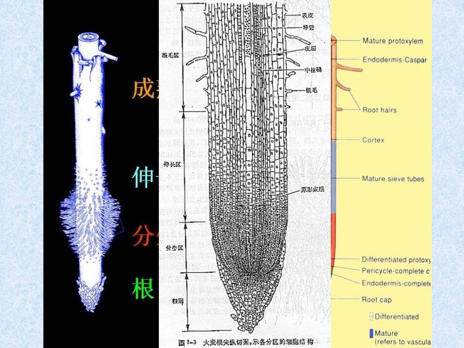 组成细胞的分子--细胞中的元素和化合物_第1页