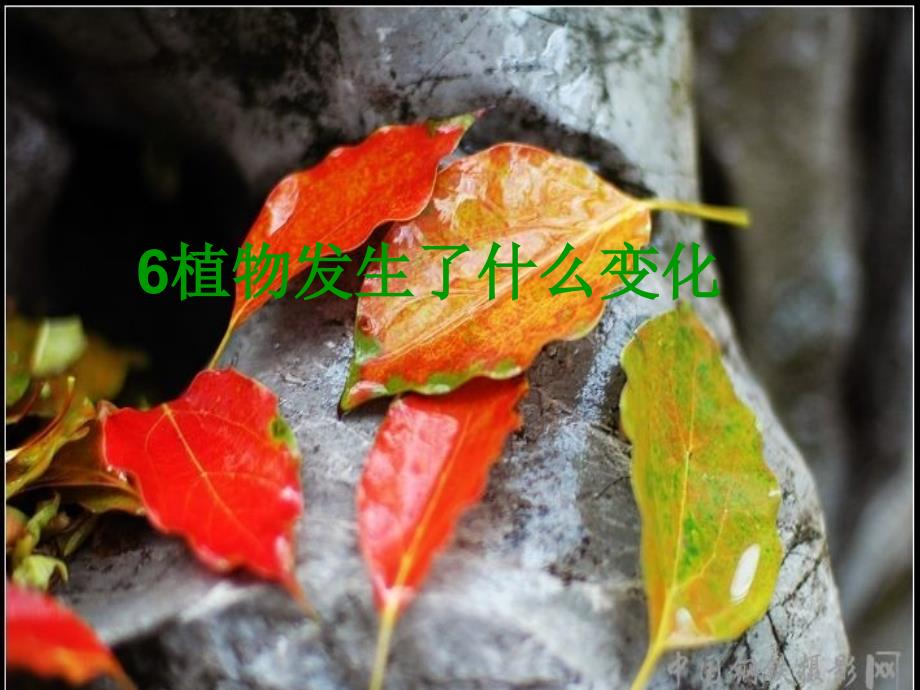 6、植物發(fā)生了什么變化_第1頁