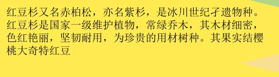 黄桃树苗红豆杉的繁殖技术2022优秀文档_第1页