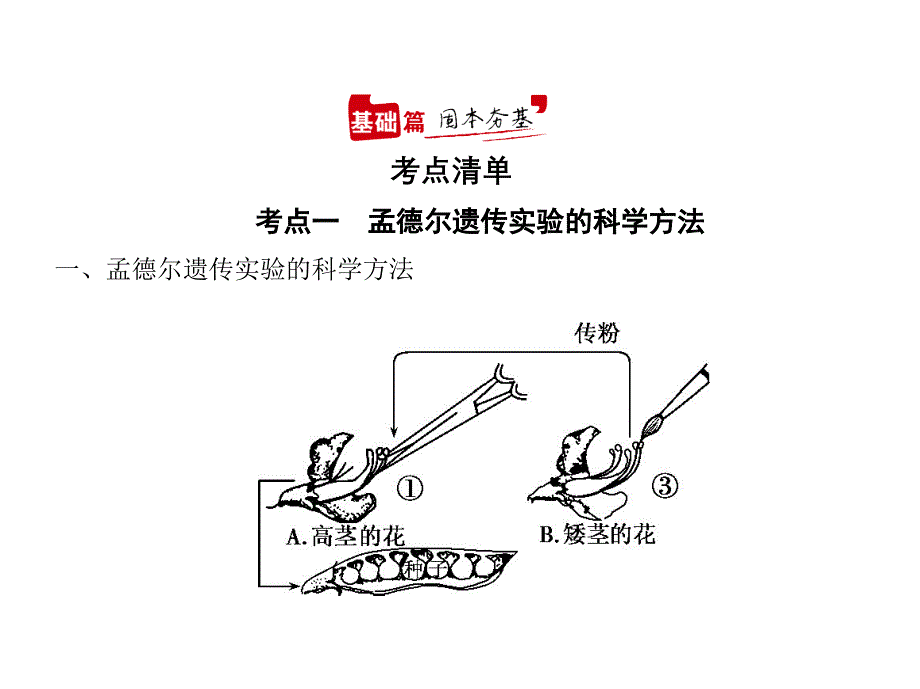 2021年广东高考生物复习课件：专题11-基因的分离定律_第1页