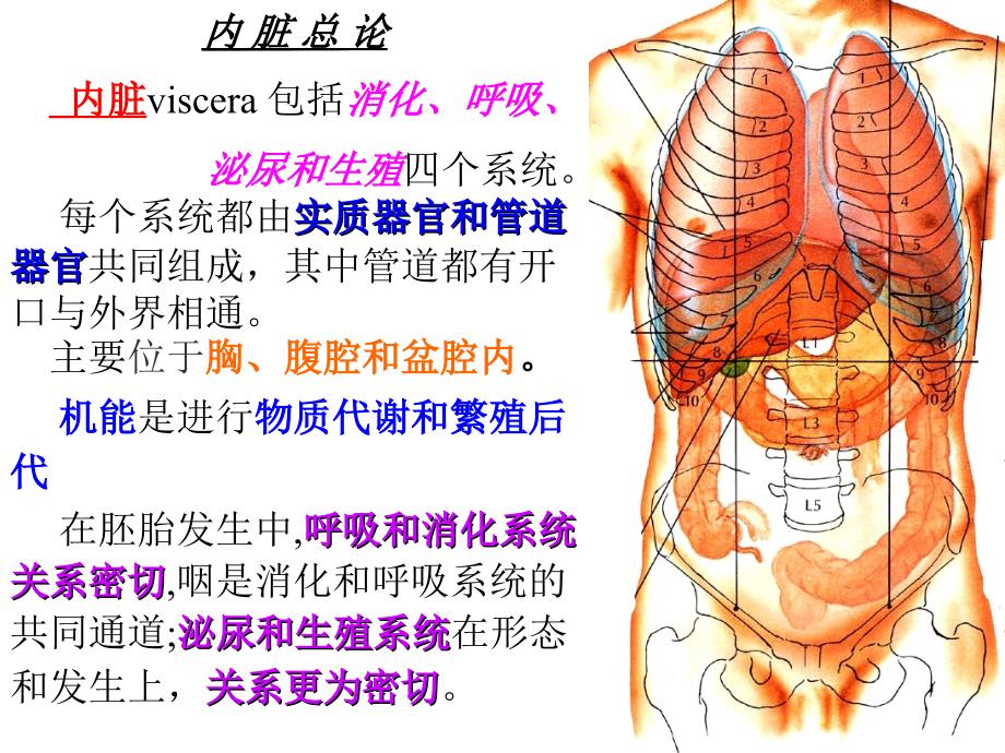 华西解剖学课件 内脏总论_第1页