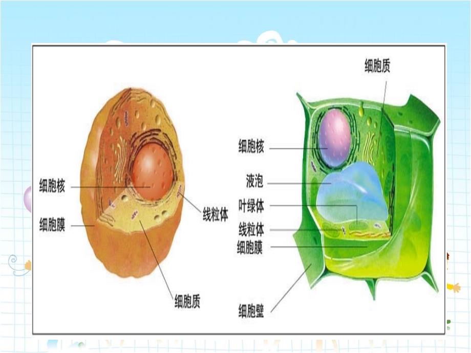 2022年北师大初中生物七年级上册《细胞是生命活动的单位》公开课课件8_第1页