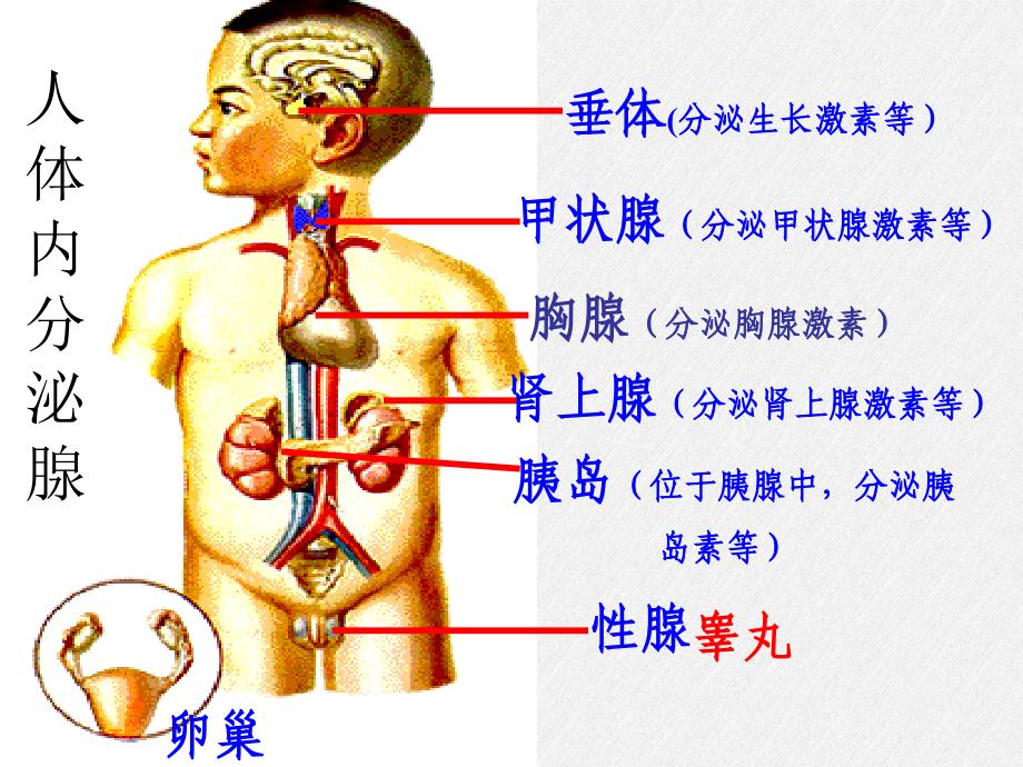 2022年济南初中生物七下《人体的激素调节》公开课课件2_第1页