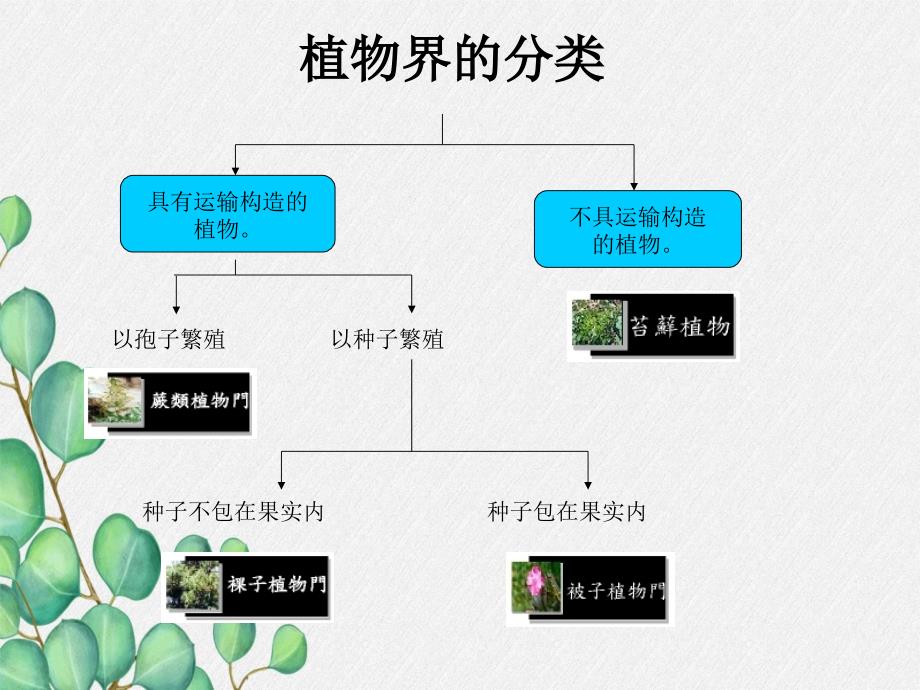 2022年北师大初中生物八年级下册《植物的主要类群》公开课课件10_第1页