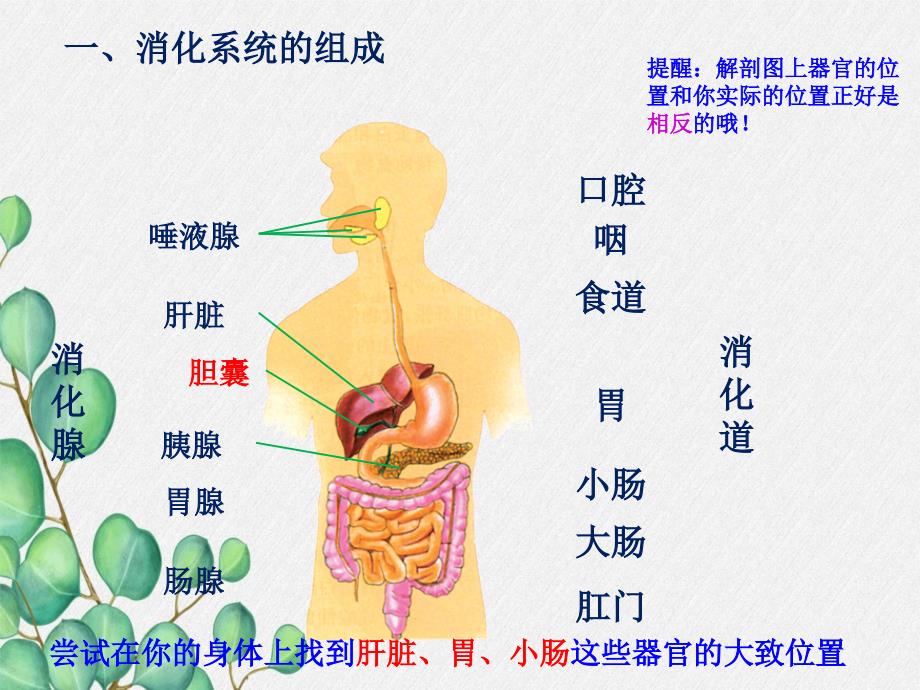 2022年济南初中生物七下《消化和吸收》公开课课件4_第1页