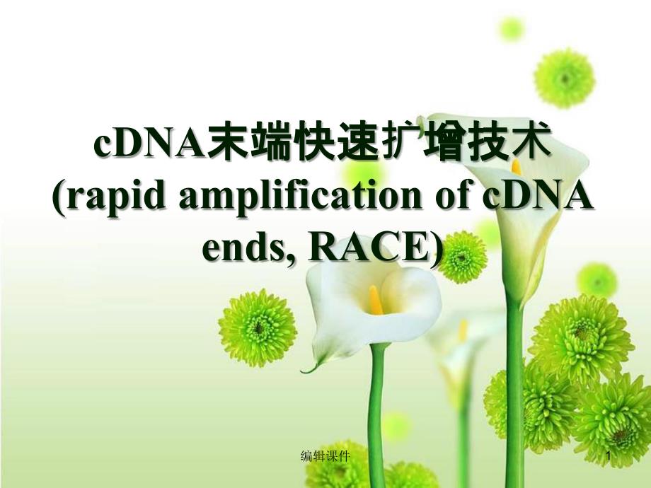 cDNA末端快速扩增技术RACE课件_第1页