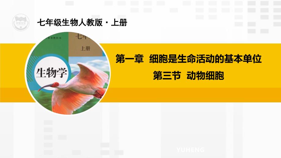 RJ人教版七年级生物上册优质教学课件-第三节-动物细胞_第1页