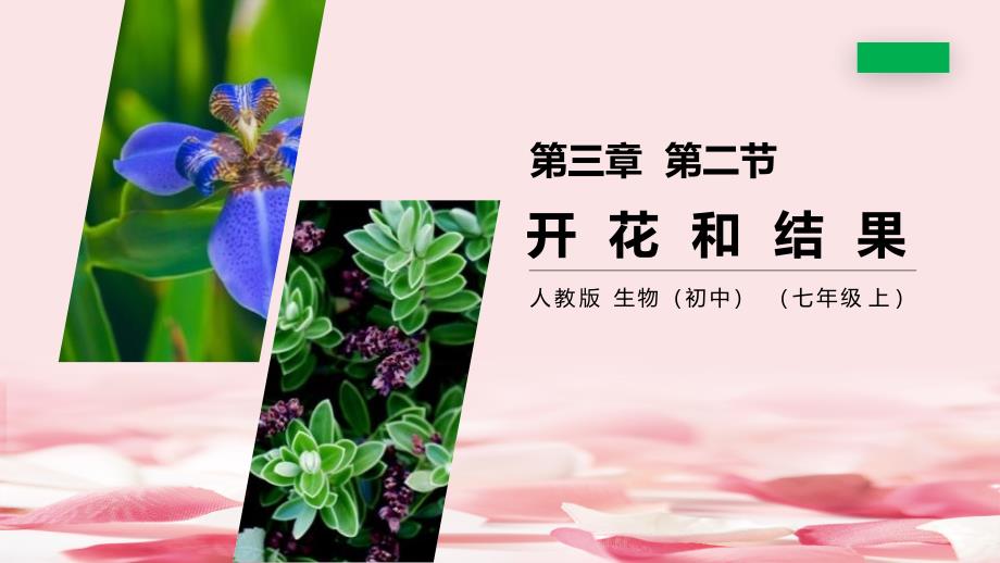 《开花和结果》课件_第1页