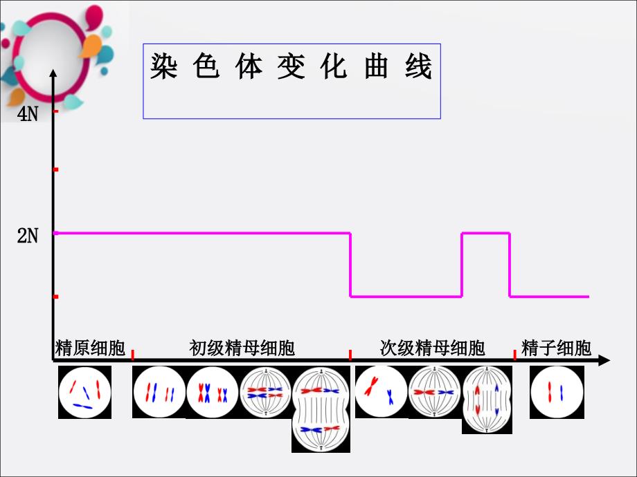 《基因的染色体学说》课件_第1页