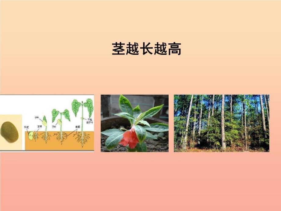 三年级科学下册-植物的生长变化-5茎越长越高课件-教科版_第1页