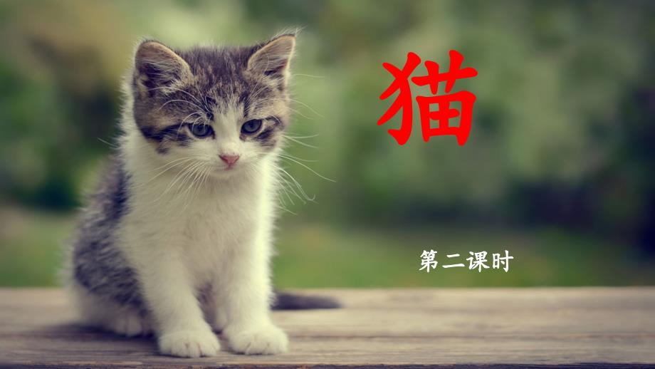 《猫》名师课件(第二课时)_第1页