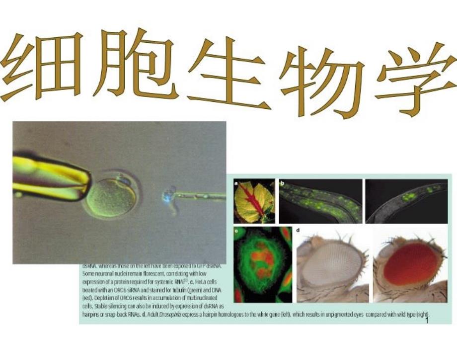 《细胞生物学》课件_第1页