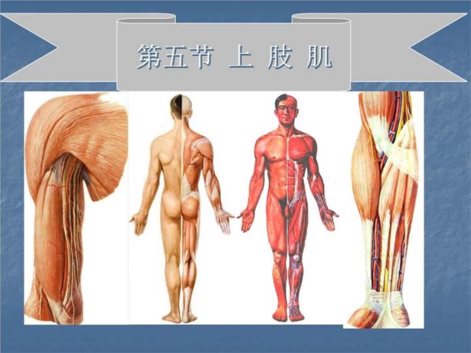 《解剖学肌学》课件_第1页