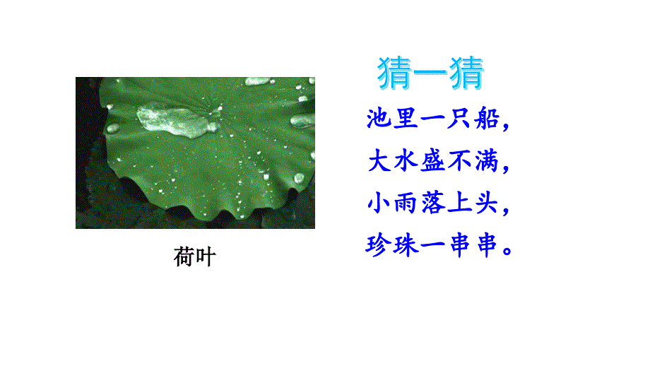 《荷叶圆圆》部编版完美课件2_第1页