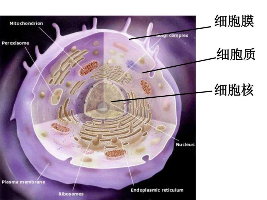 《细胞核—系统的控制中心》课件3_第1页