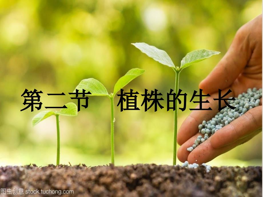 七级上册生物植株的生长课件(原文)_第1页