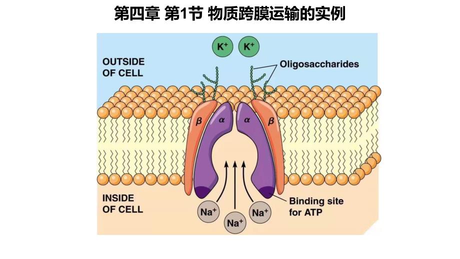 人教生物必修一物质跨膜运输的实例新课课件_第1页