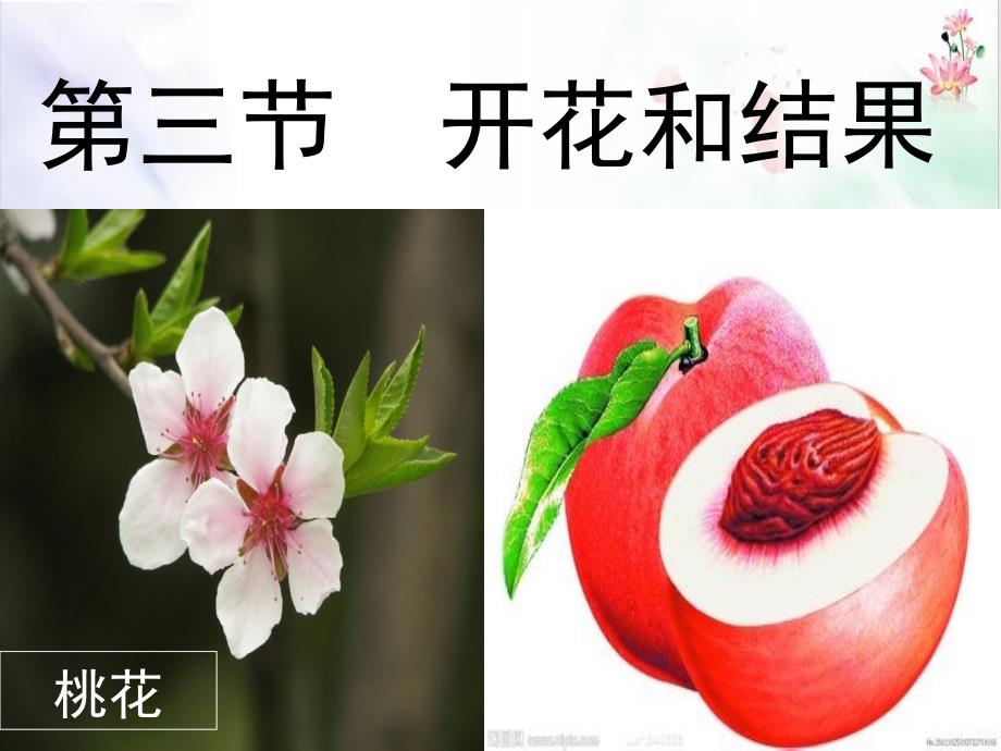 人教版初中生物《开花和结果》示范课件_第1页