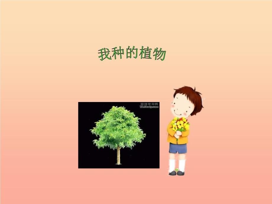 六年级美术上册-我种的植物课件3-苏少版_第1页