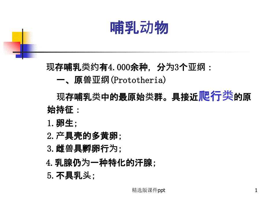 哺乳动物分类课件_第1页