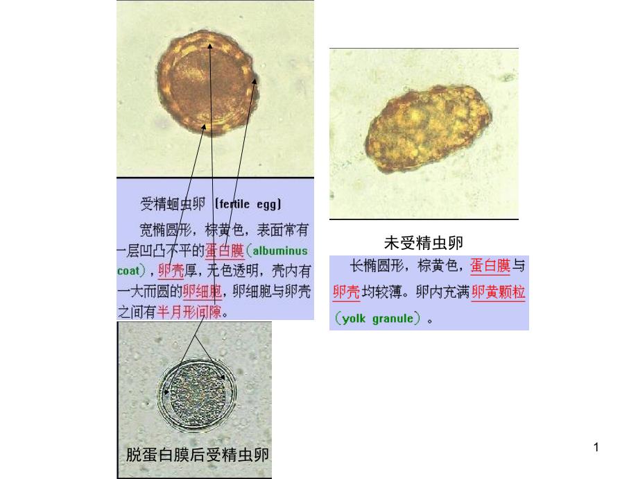 寄生虫实验考核资料课件_第1页