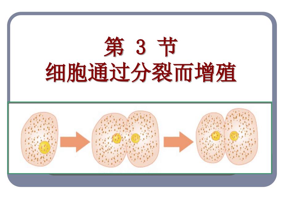 第3节细胞通过分裂而增殖_第1页