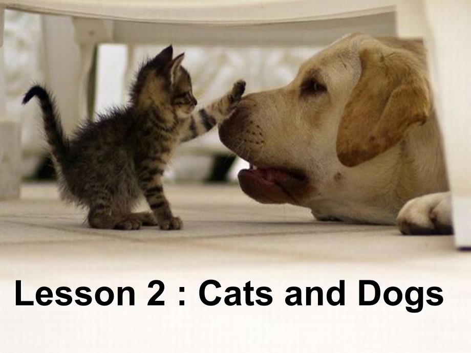 小学英语Lesson-2--Cats-and-Dogs优质课课件_第1页