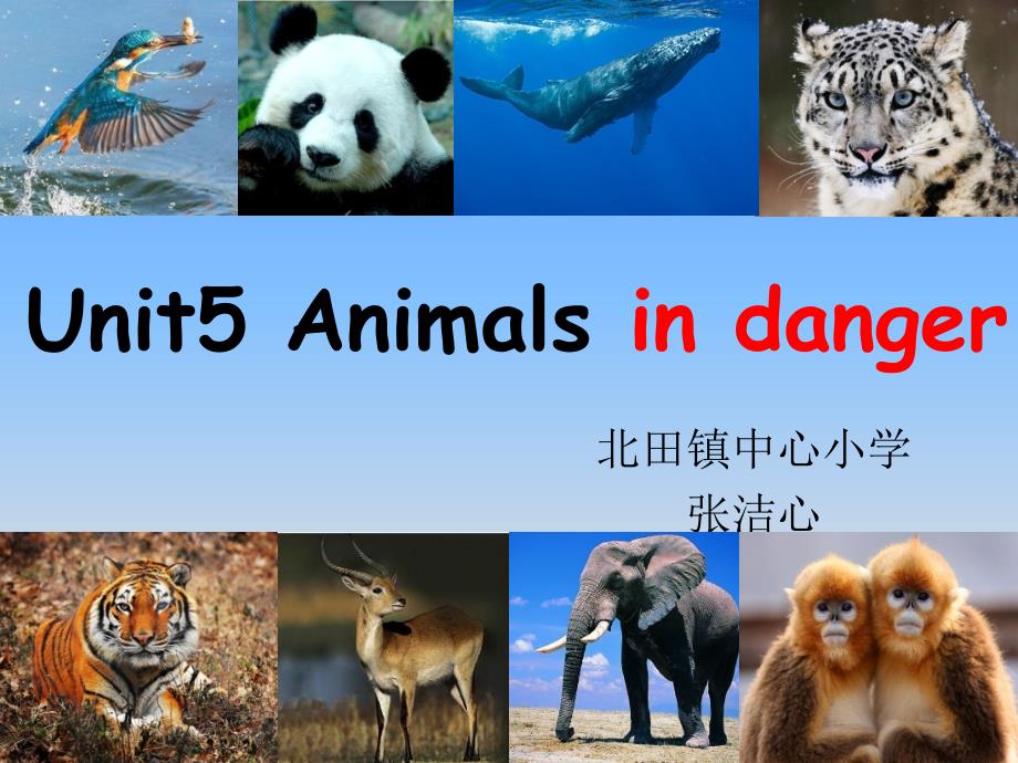 外研版三年级起点六年级上册英语《Unit-5-Animals-in-danger-Lesson-2》(一等奖课件)_第1页