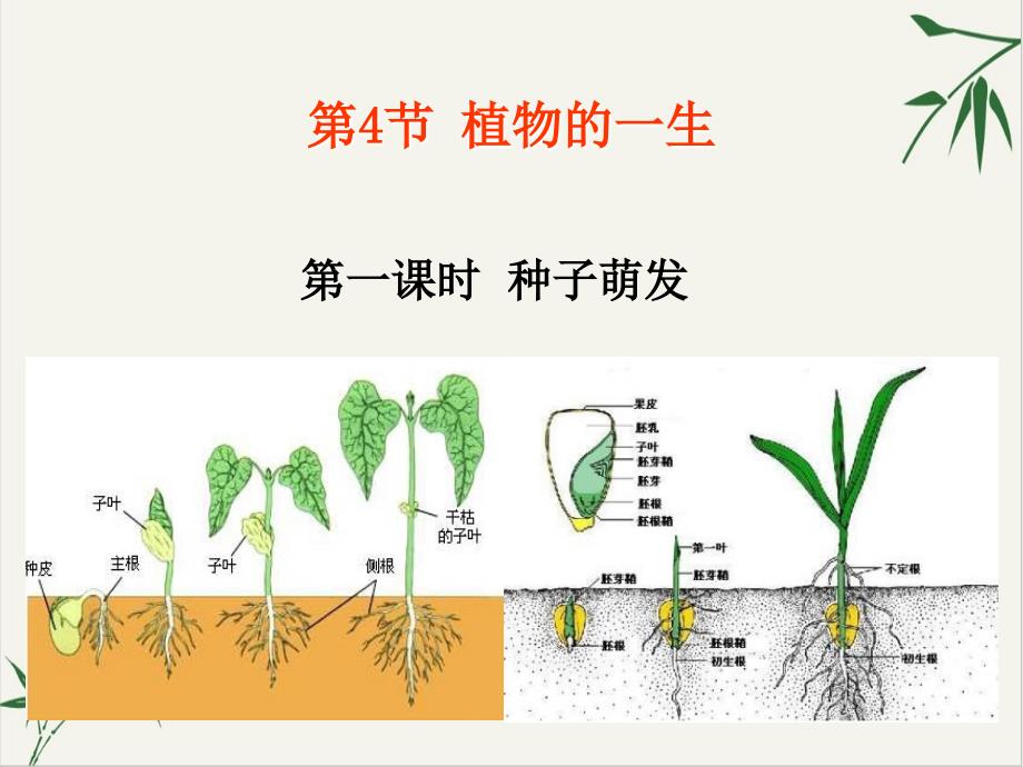 植物的一生优秀课件浙教版_第1页